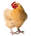 buy chick chicken feeds in nigeria
