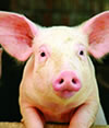 find pig feeds - creep pellets, weaner, fatteners and breeder in nigeria and africa