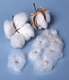 find and buy cotton lint in africa and nigeria