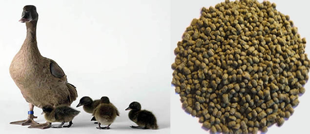 buy duck feed in nigeria and africa