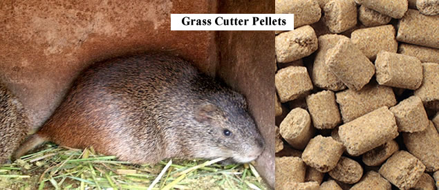 buy grass cutter pellets in nigeria and africa