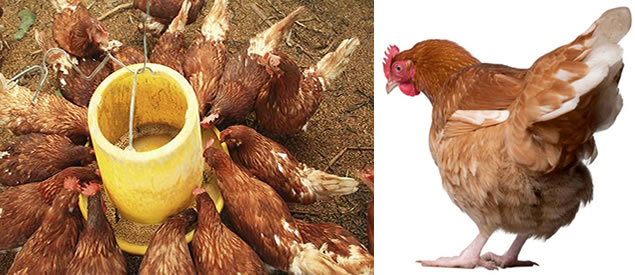 buy poultry chichen chick feeds in nigeria and africa